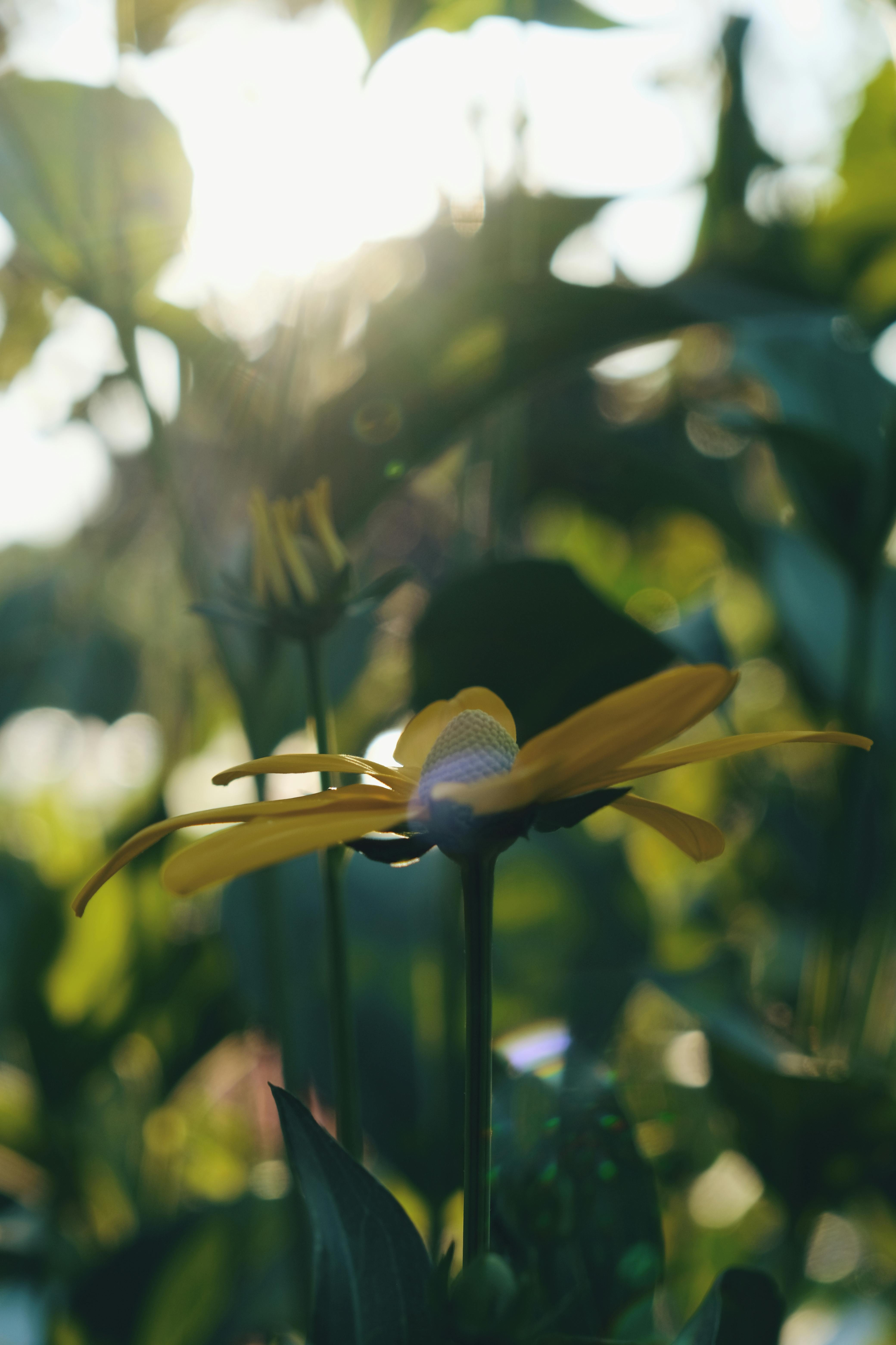 A single backlit flower against soft green foliage in evening sun.