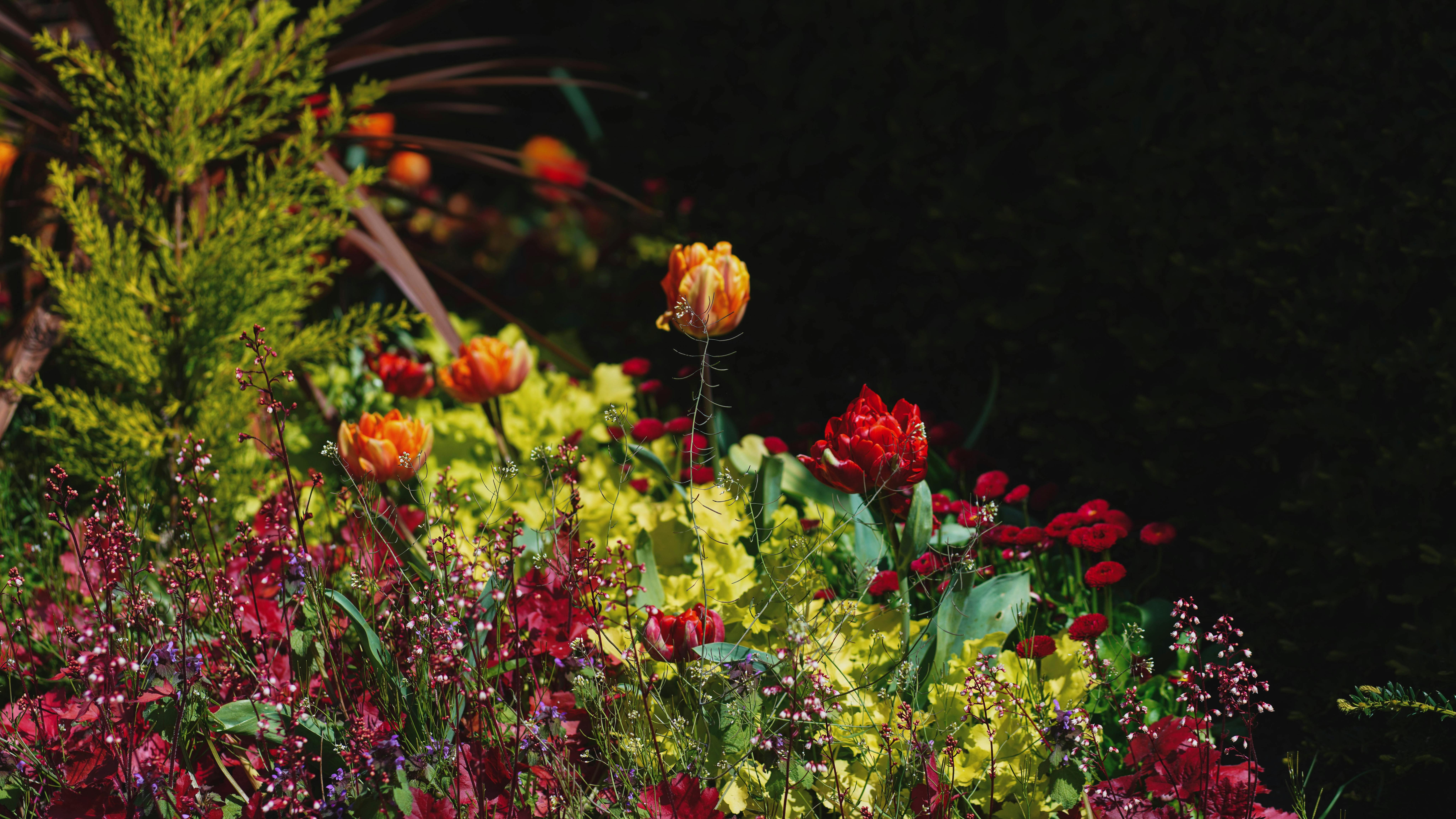 A densely planted border of tulips, heuchera and grasses in low light.