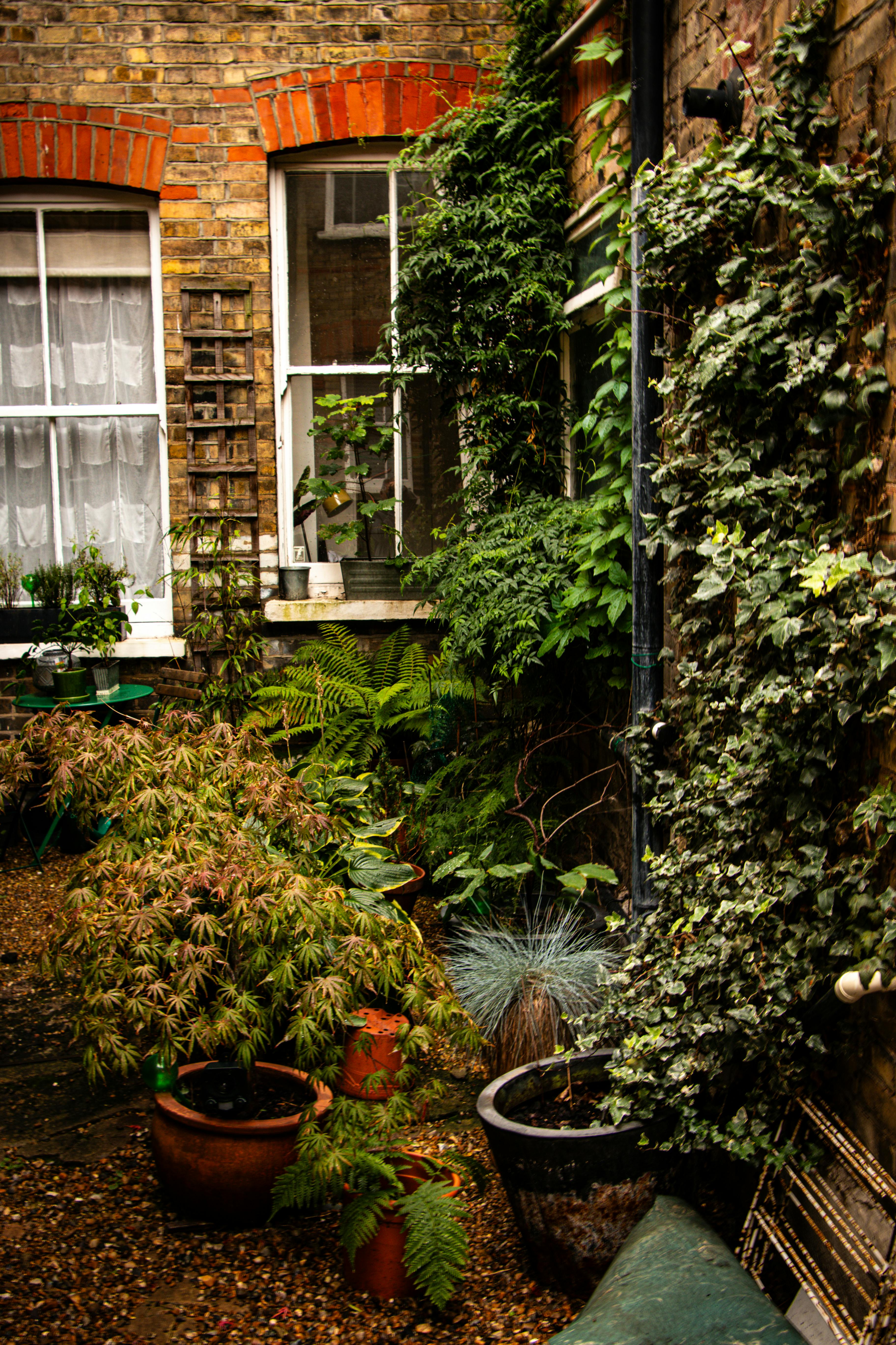 A lush town courtyard garden — ferns, a Japanese maple and ivy against weathered brick.