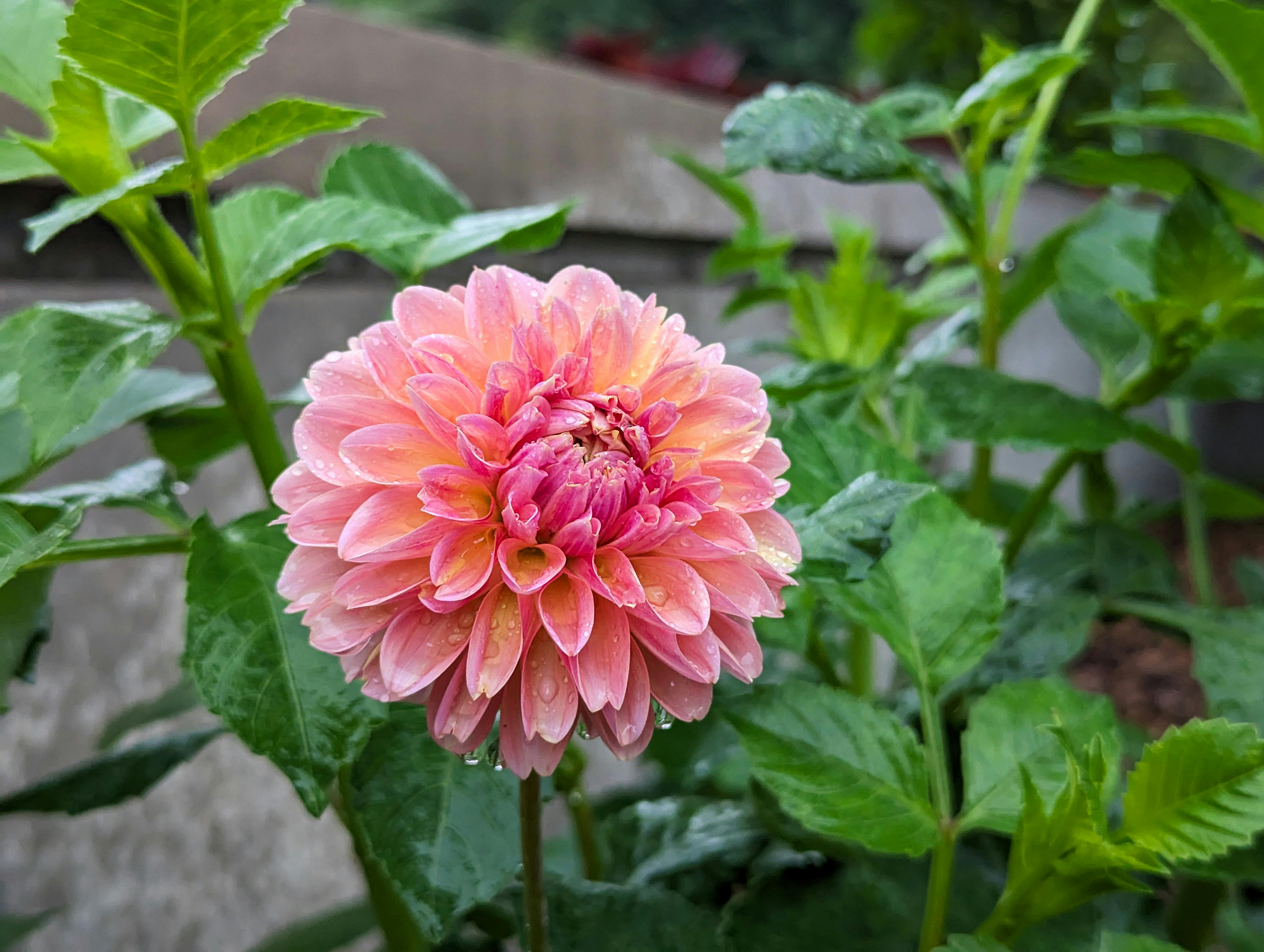 A pink dahlia in flower, beaded with rain, in a border.