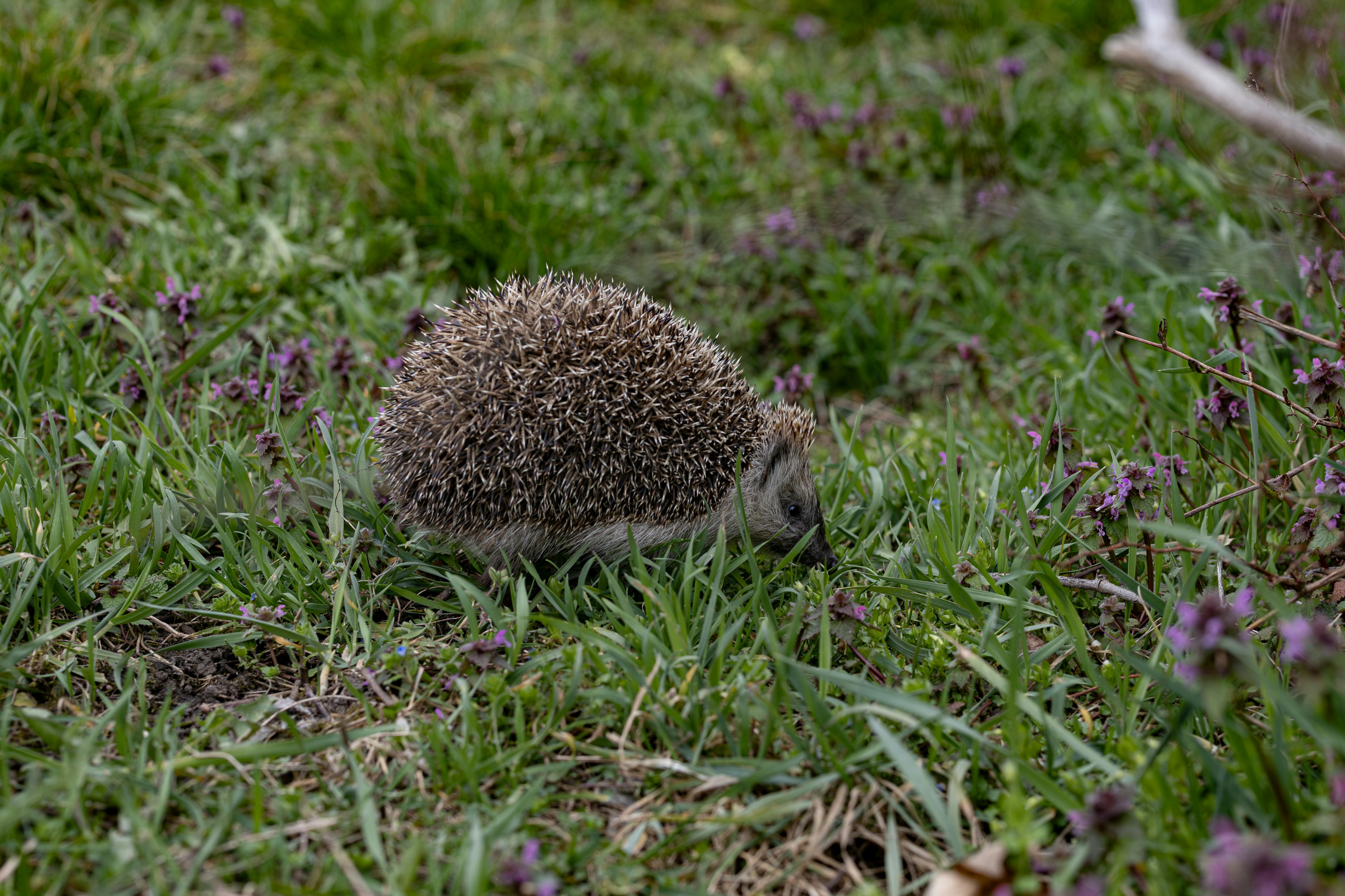 A hedgehog moving through grass and dead-nettle at the edge of a lawn.