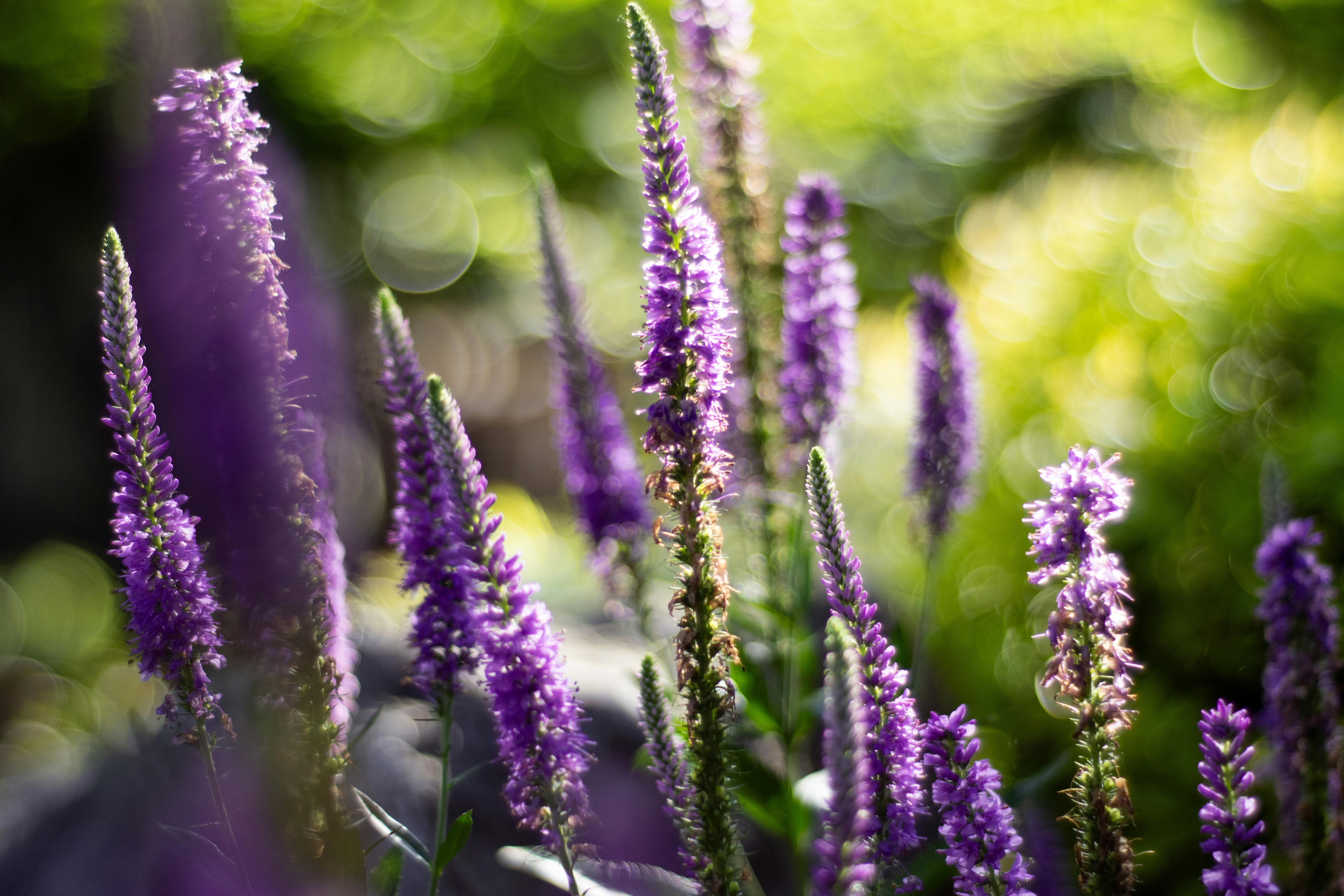 Spires of purple veronica catching low sun in a planted border.